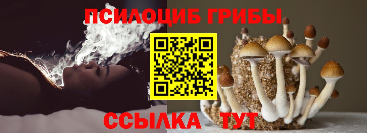Псилоцибиновые грибы Psilocybine cubensis Балашов